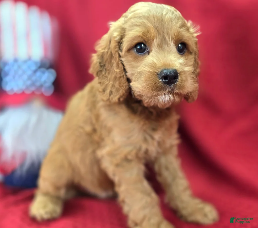 Cockapoo dogs for sale: Versace - Ad 2