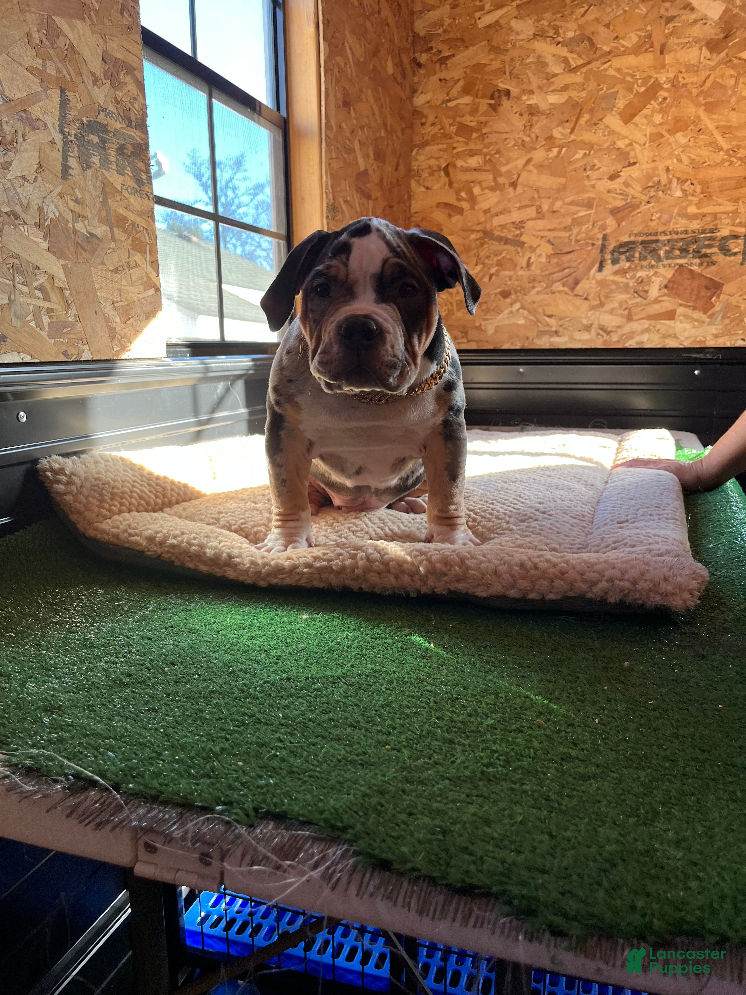 American Bully dogs Picasso  - Ad 1