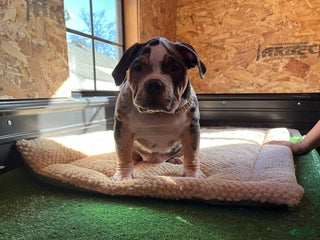 American Bully dogs Picasso - Ad 4