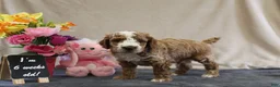 Miniature Poodle dogs for sale: Percy - Ad 7