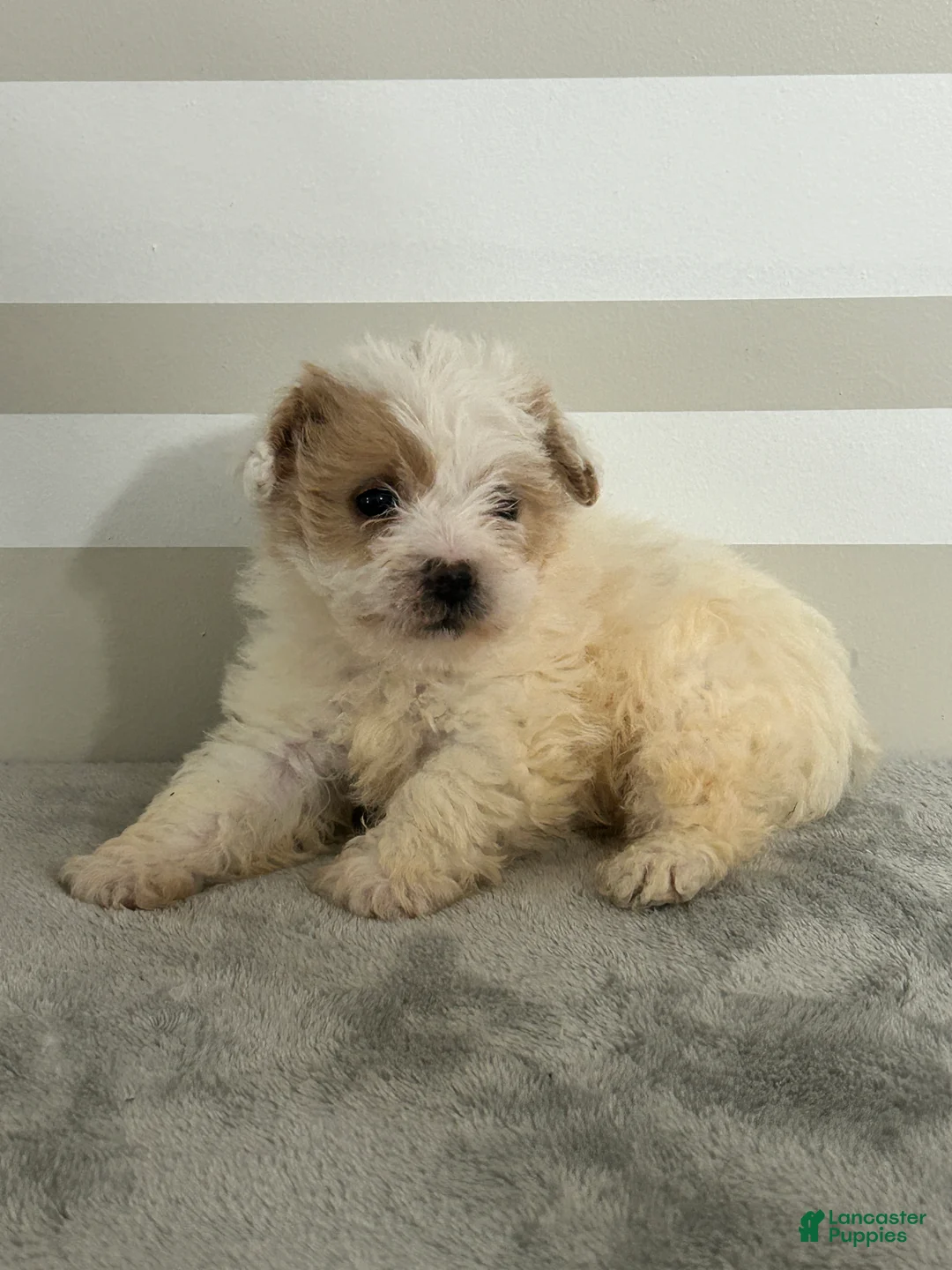 Maltipoo dogs for sale: Brandon - Ad 5