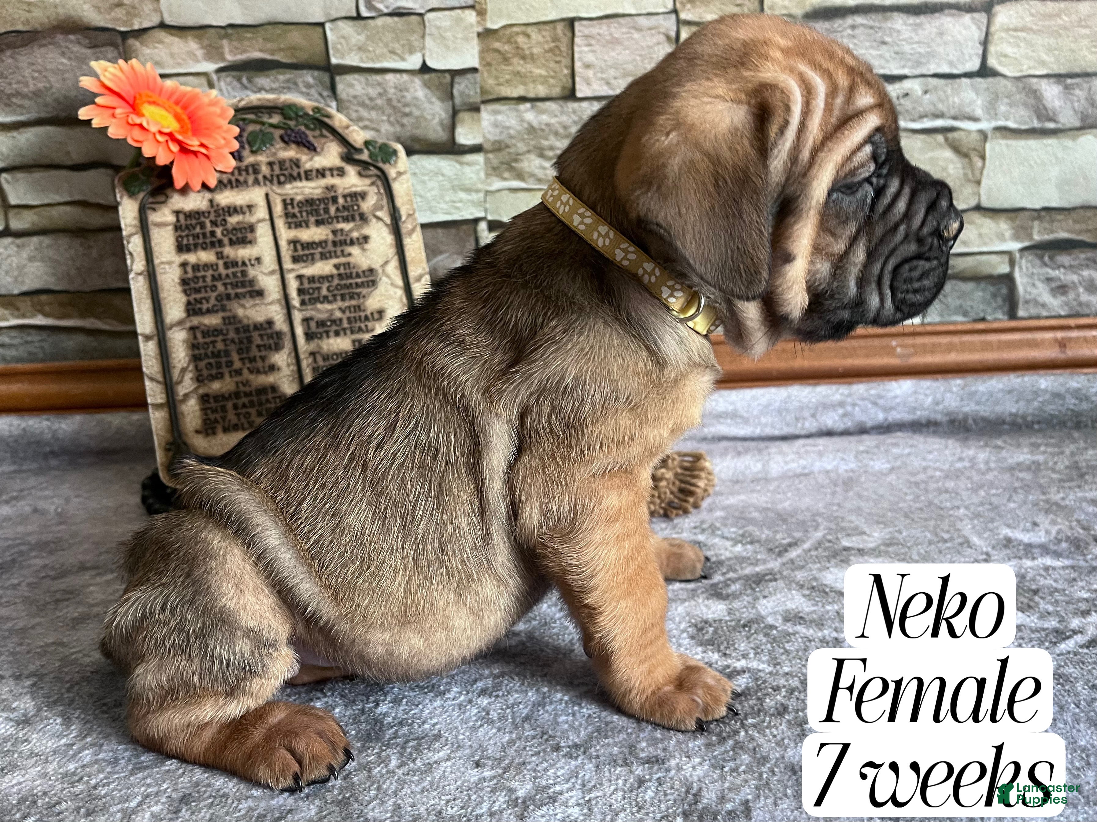 Cane Corso dogs Neko - Ad 2