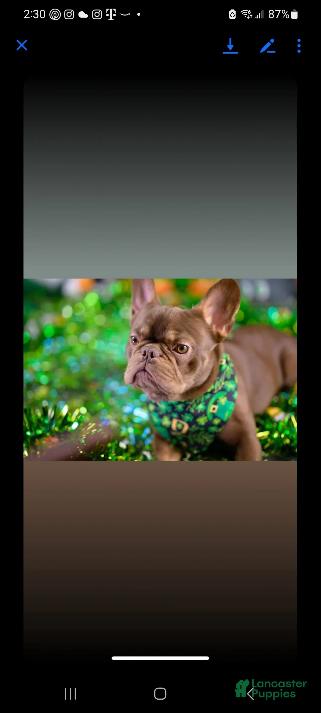 French Bulldog dogs for sale: Cruella French bulldog  - Ad 8