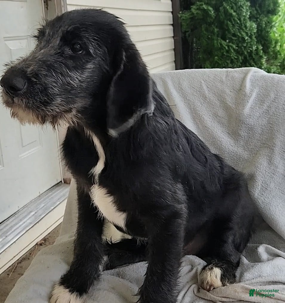 Mixed Breed dogs Tommy - Ad 2