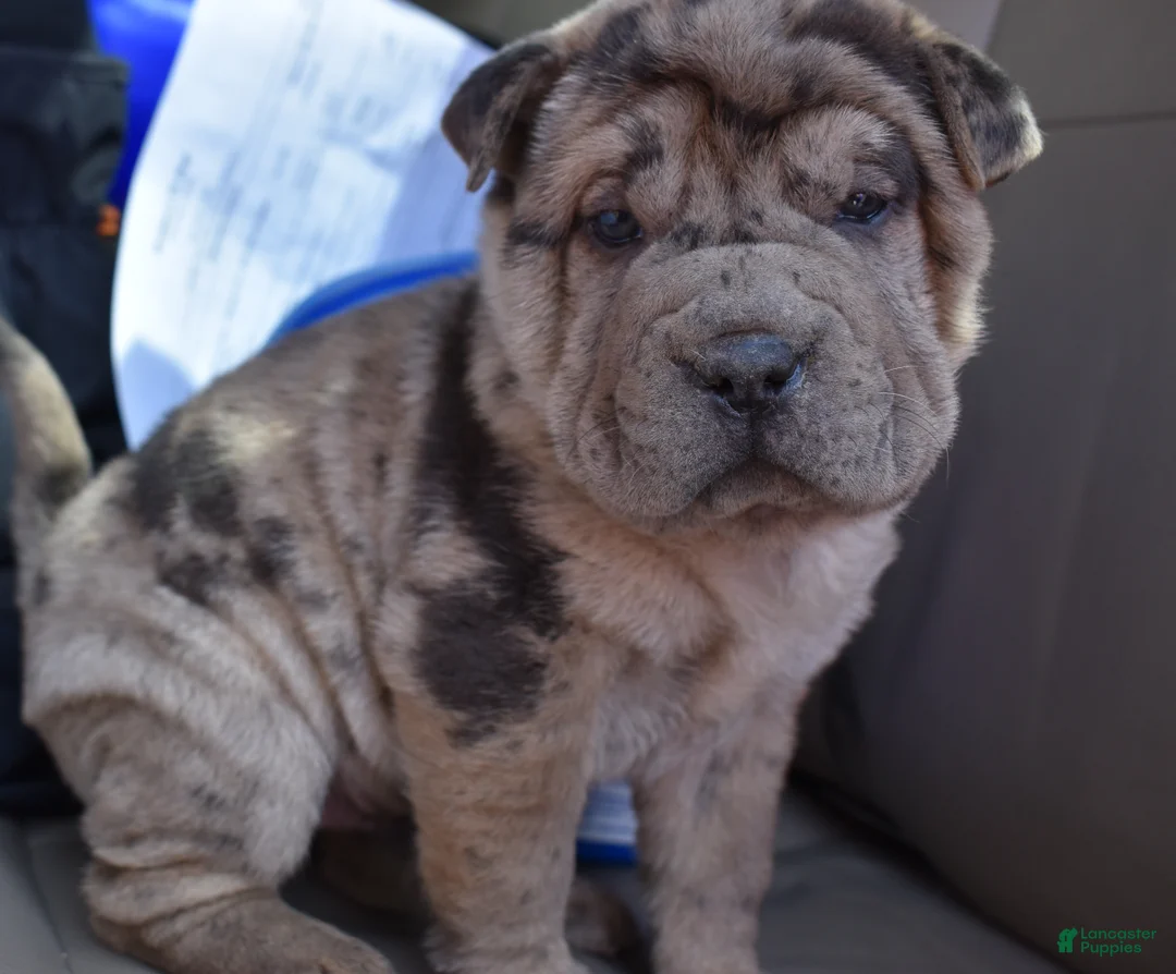 Shar Pei dogs for sale: Shar Pei Puppy 3 - Ad 3