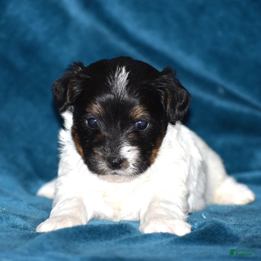 Yorkiepoo dogs for sale: Vicki - Ad 2