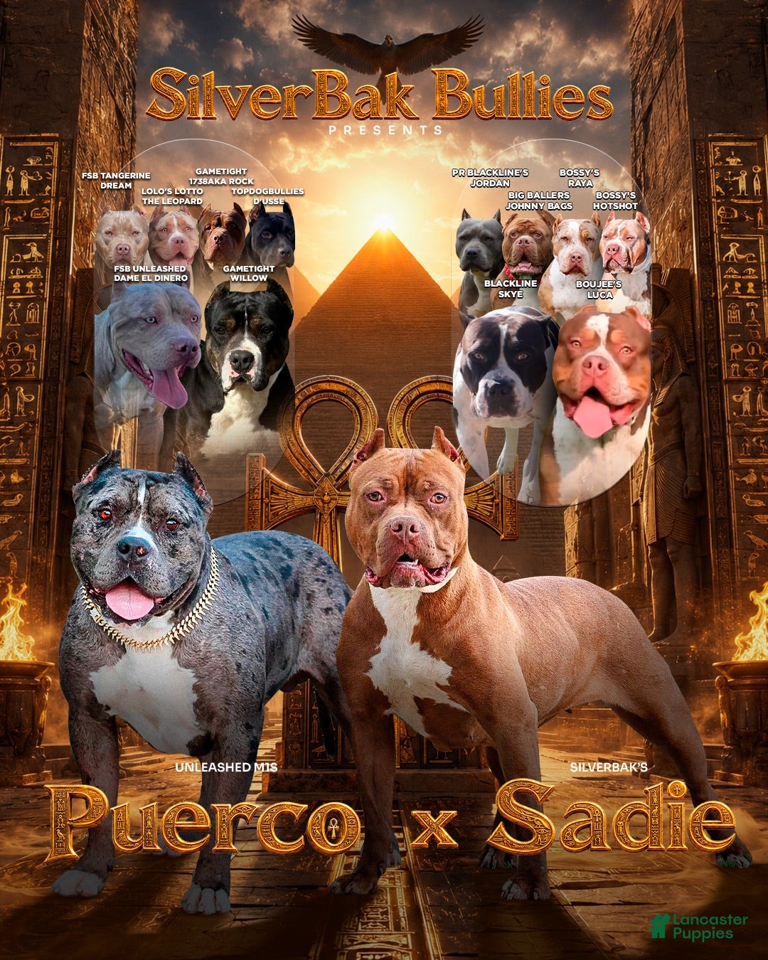 American Bully dogs Atum - XL - ABKC - Ad 2