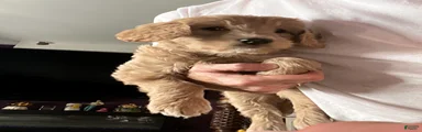 Yogi 