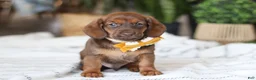 Miniature Dachshund dogs for sale: Chorizo - Ad 5
