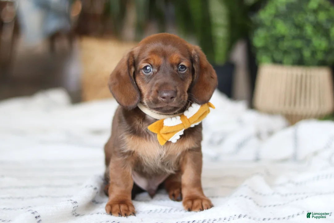Miniature Dachshund dogs for sale: Chorizo - Ad 5