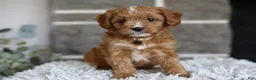 Cavapoo dogs for sale: Sammy - Ad 4