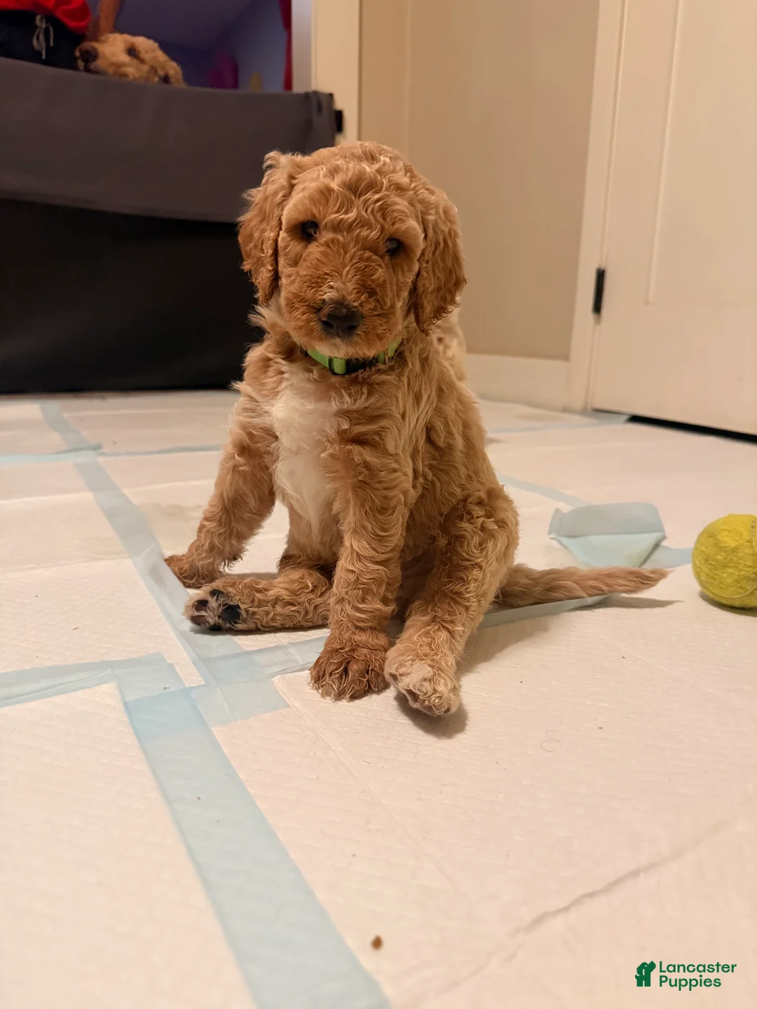 Goldendoodle dogs for sale: Bohdi  - Ad 1