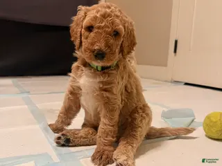 Goldendoodle dogs for sale: Bohdi - Ad 4