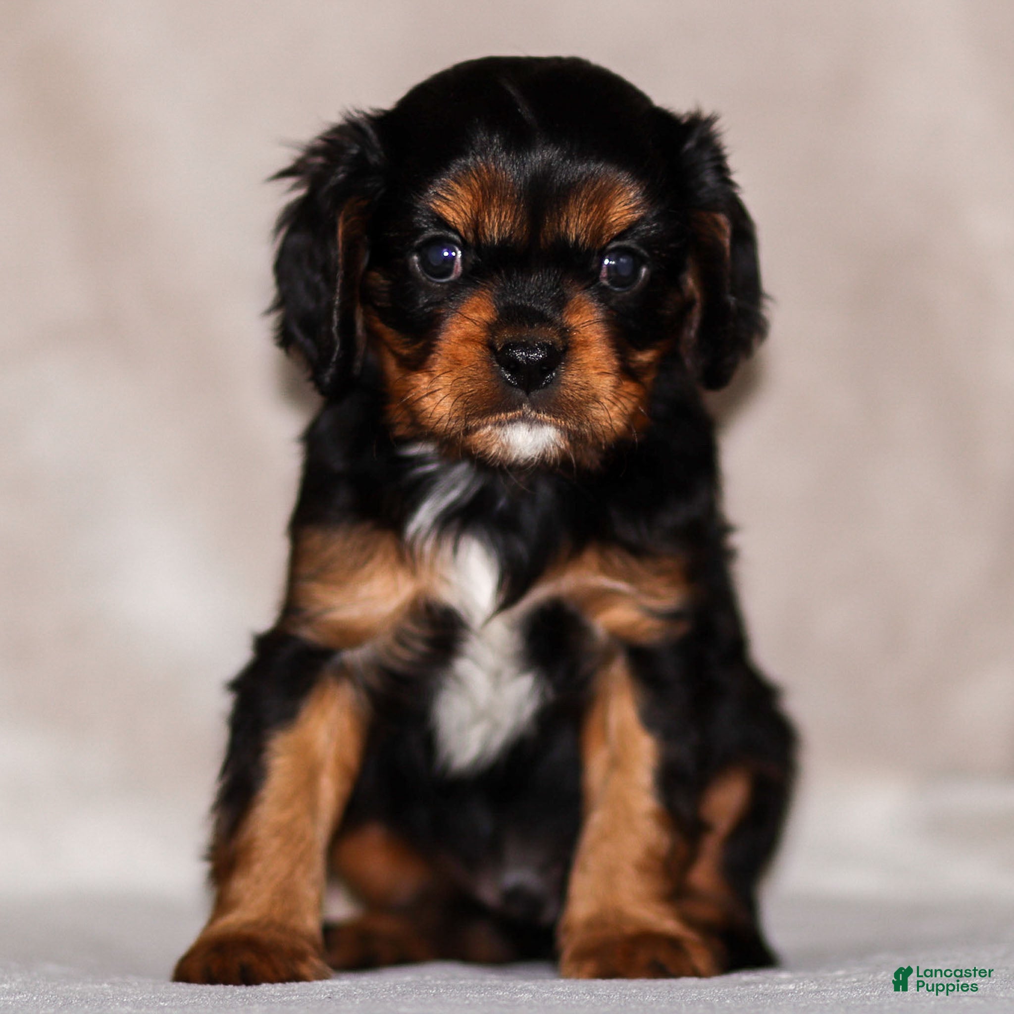 Cavalier King Charles Spaniel dogs Rhys - Ad 40