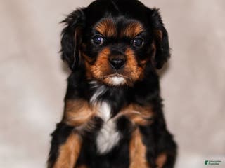 Cavalier King Charles Spaniel dogs Rhys - Ad 40