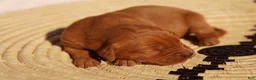 Golden Retriever dogs for sale: Daisy -AKC, Genetically Clear - Ad 14