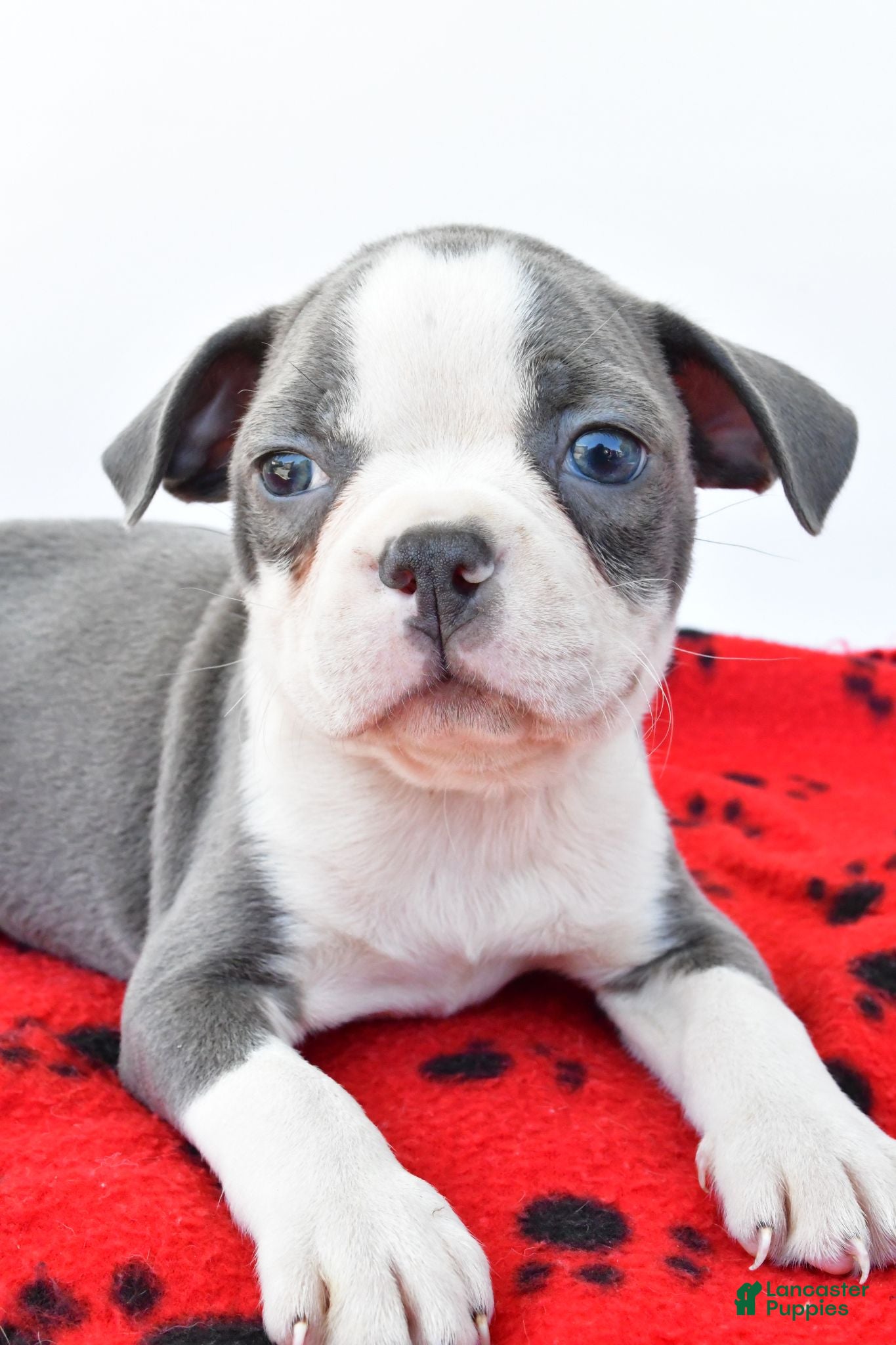 Boston Terrier dogs Ryder - Ad 2