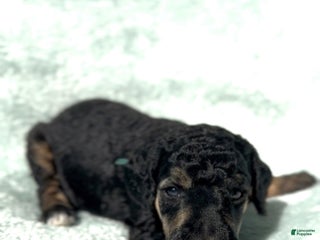 Standard Poodle dogs - Ad 1