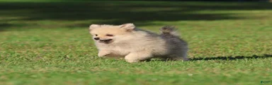Wolfie