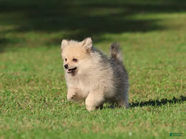 Pomeranian dogs for sale: Wolfie - Ad 1