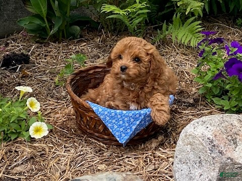 Cavapoo dogs Hector - Ad 2