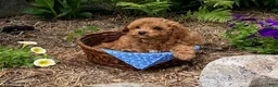 Cavapoo dogs for sale: Hector - Ad 6