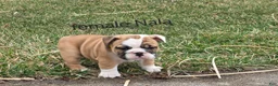 English Bulldog dogs for sale: English Bulldog Puppy 3 - Ad 1
