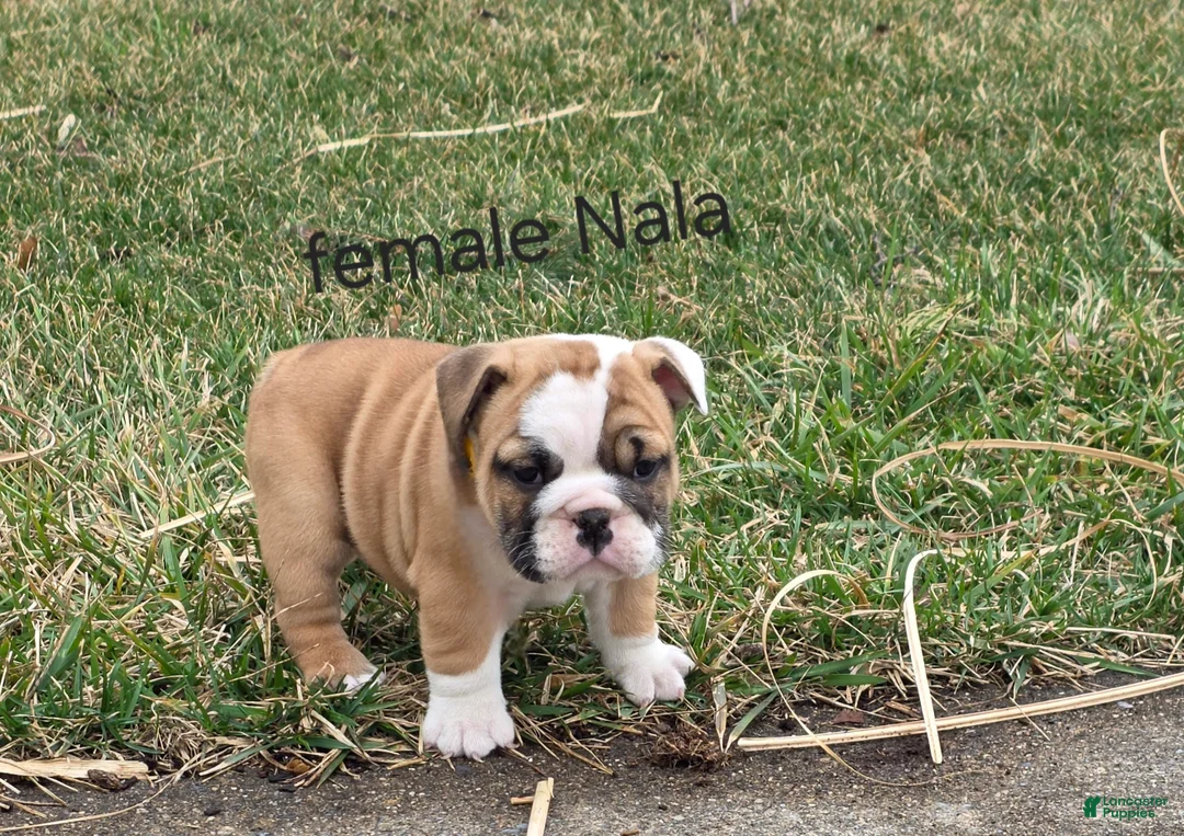 English Bulldog dogs for sale: English Bulldog Puppy 3 - Ad 1