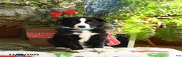 Border Collie dogs for sale: Charlie - Ad 4