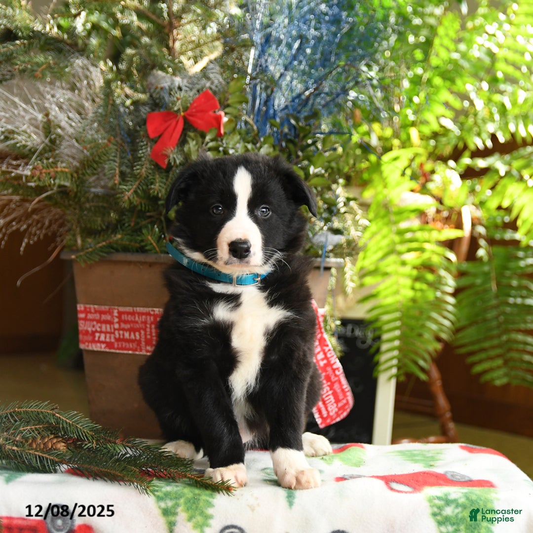 Border Collie dogs for sale: Charlie - Ad 4