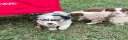 Australian Shepherd dogs for sale: Wade - Ad 6