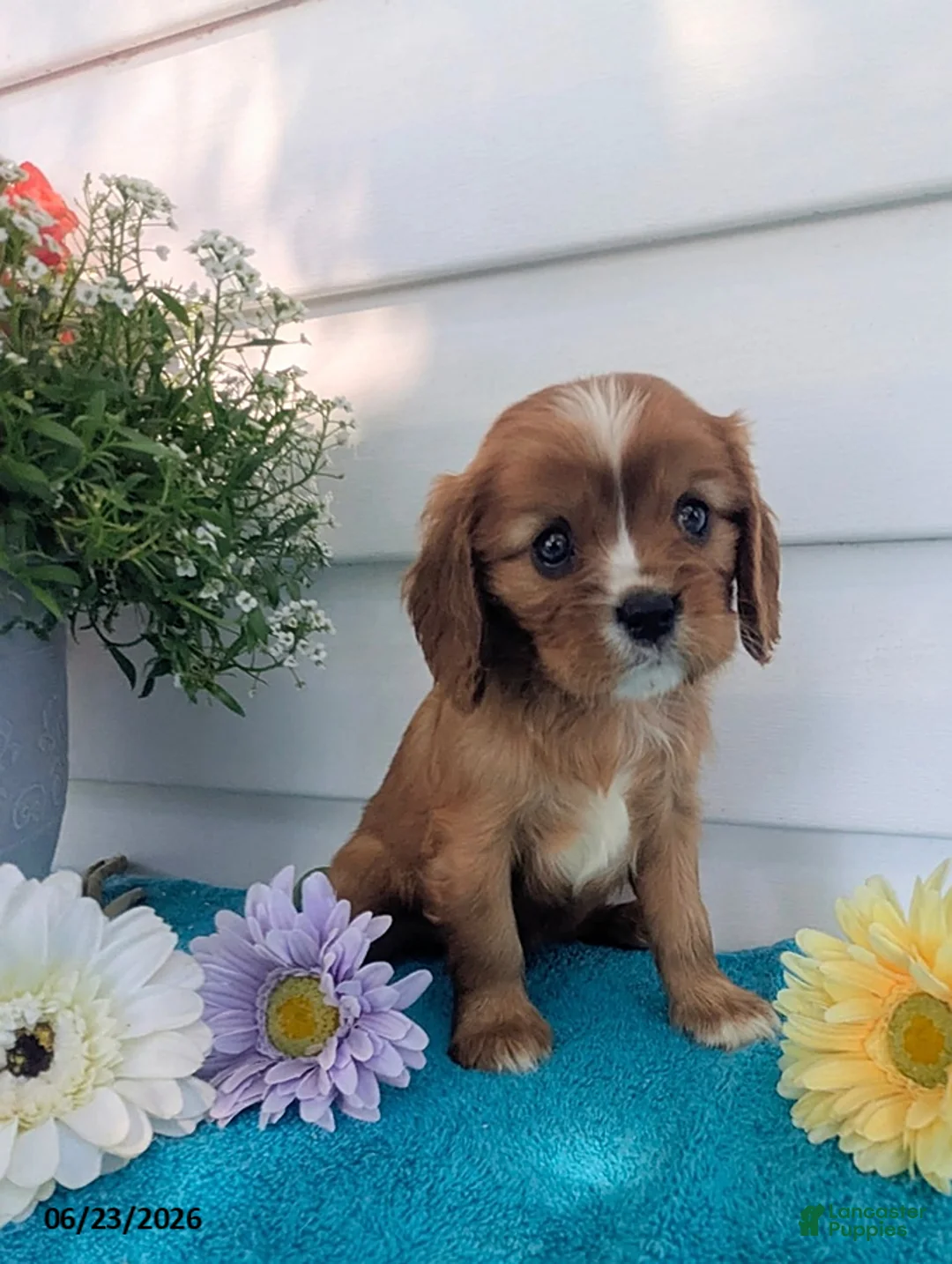 Cavalier King Charles Spaniel dogs for sale: Jacob - Ad 1