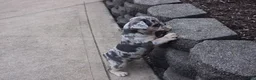 French Bulldog dogs for sale: French Bulldog Puppy 4 - Ad 3