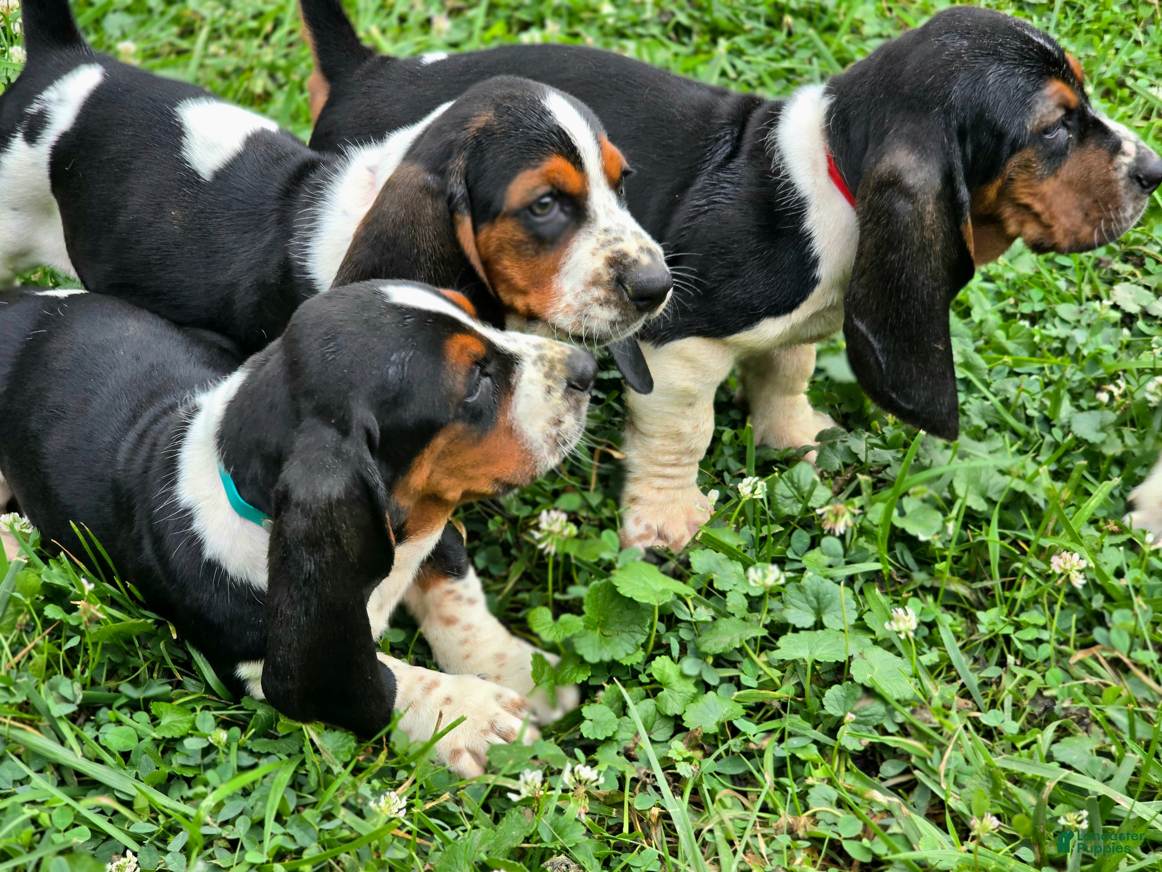 Basset Hound dogs Niv-Mizzet - Ad 2