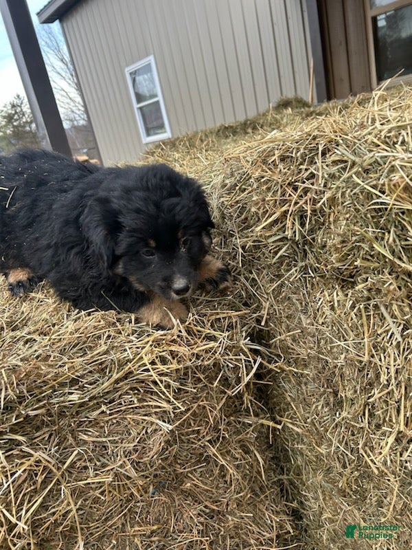 Australian Shepherd dogs Blackie - Ad 1