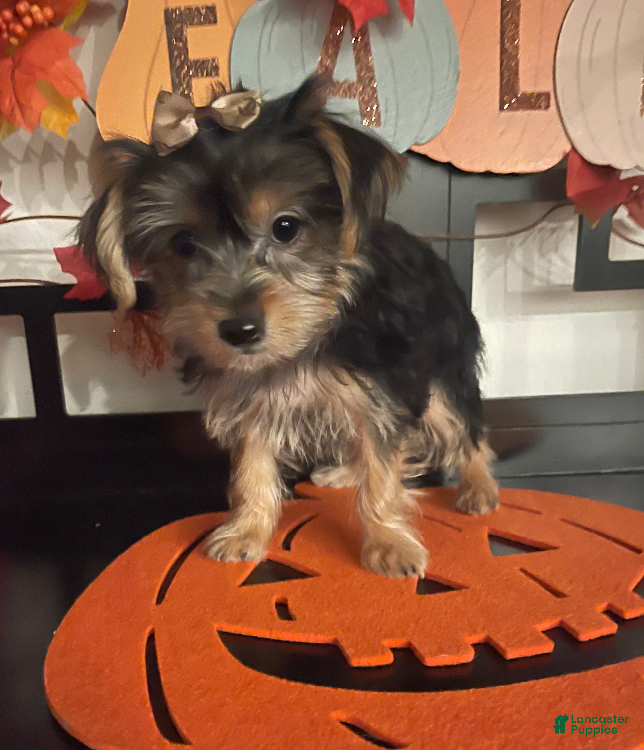 Yorkshire Terrier dogs Yorkshire Terrier 4 - Ad 2
