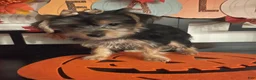 Yorkshire Terrier dogs for sale: Yorkshire Terrier 4 - Ad 2