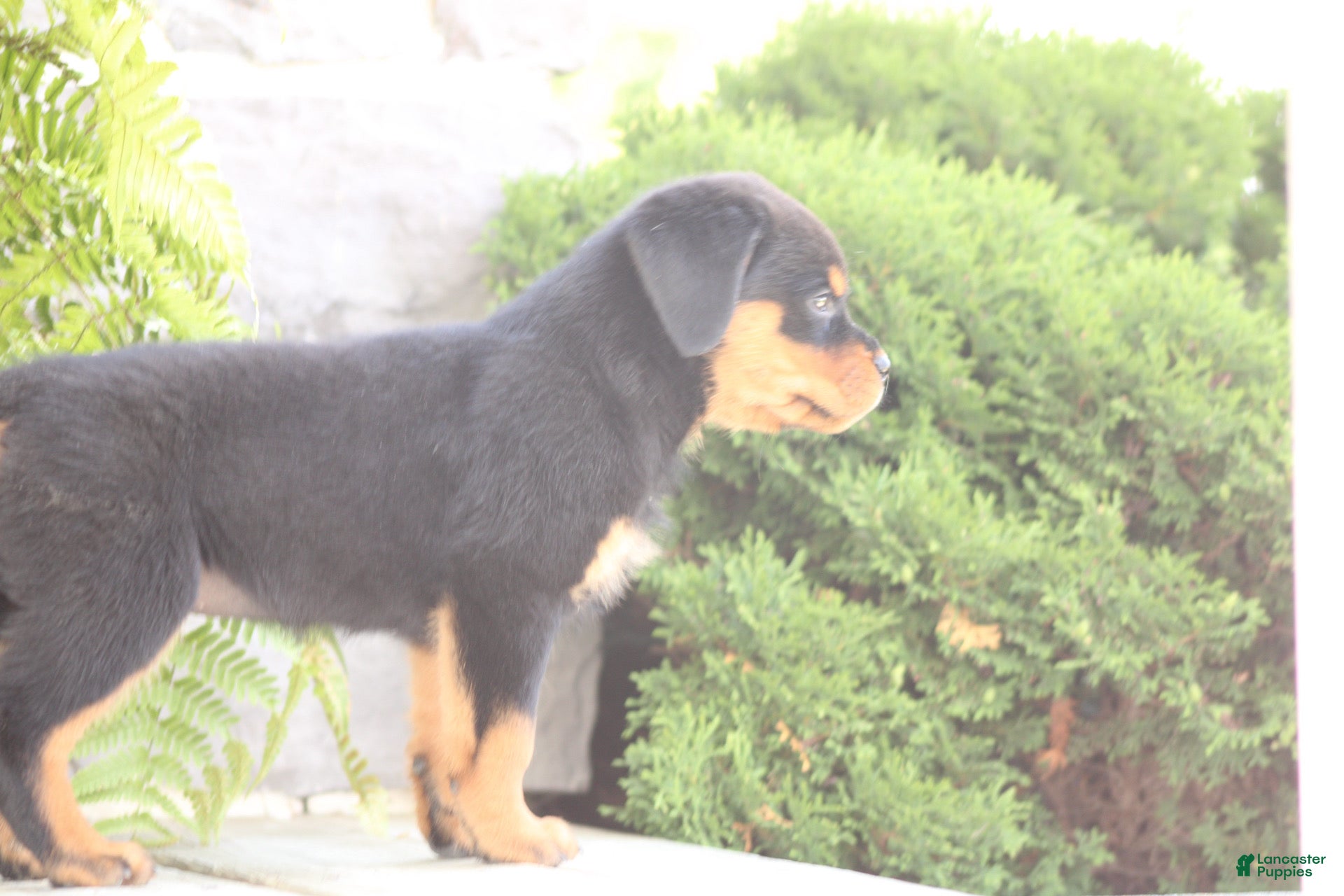 Rottweiler dogs for sale: Davis - Ad 6