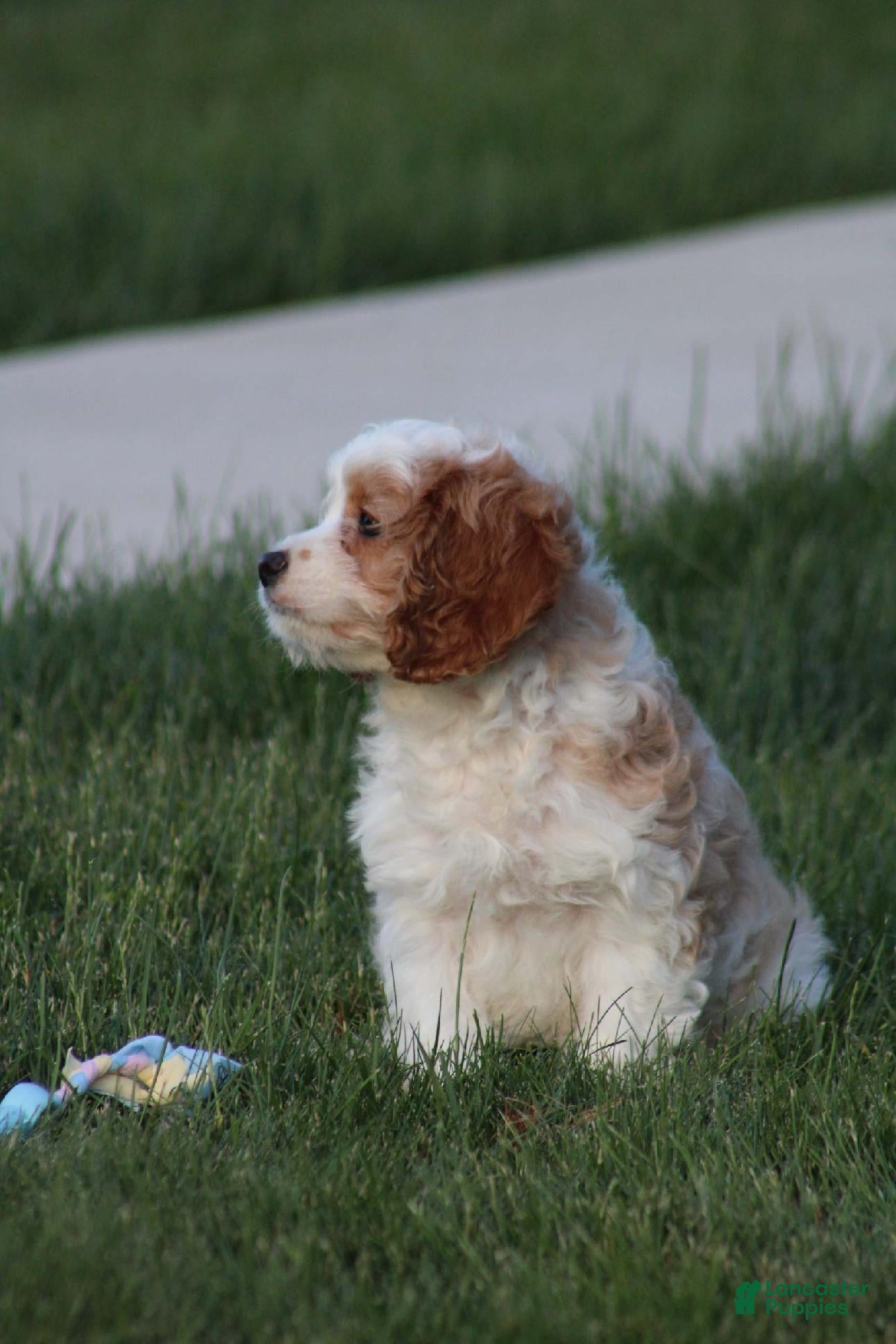Cavapoo dogs Cody - Ad 2