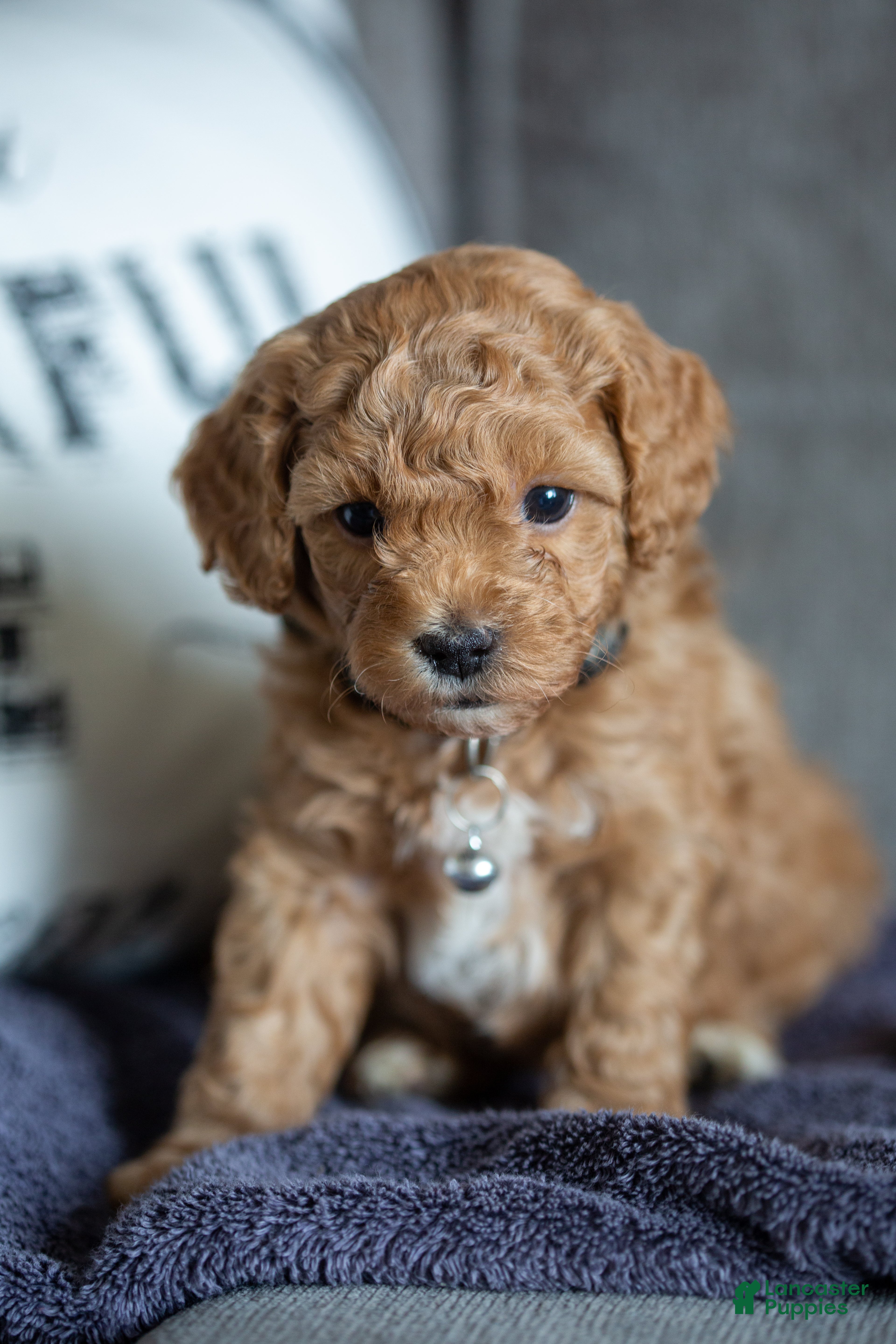 Mini Goldendoodle dogs Mini Goldendoodle Puppy 3 - Ad 16