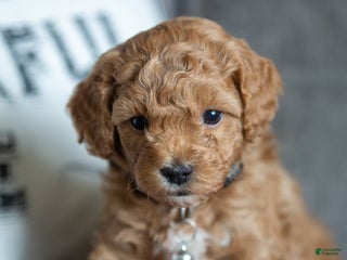 Mini Goldendoodle dogs Mini Goldendoodle Puppy 3 - Ad 33