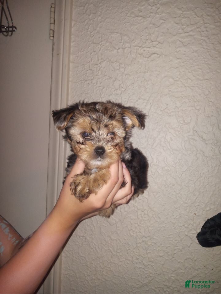 Yorkshire Terrier dogs Yorkshire Terrier Puppy 2 - Ad 1