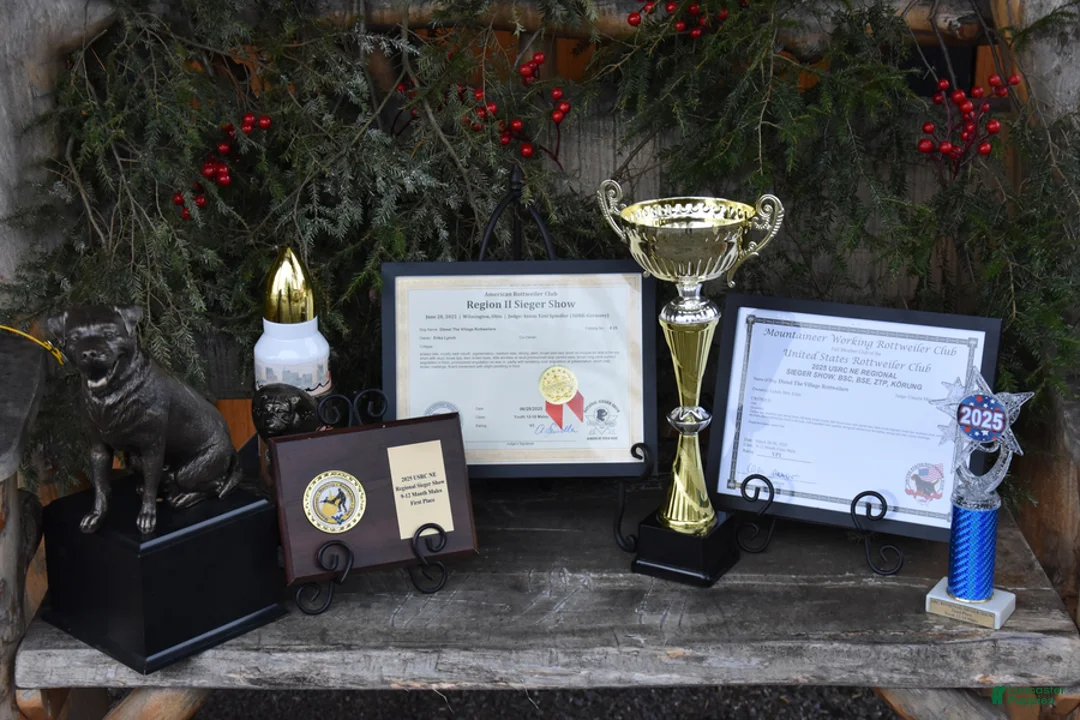 Rottweiler dogs for sale: Renley - Ad 8