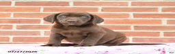 Labrador Retriever dogs for sale: Prairie - Ad 2