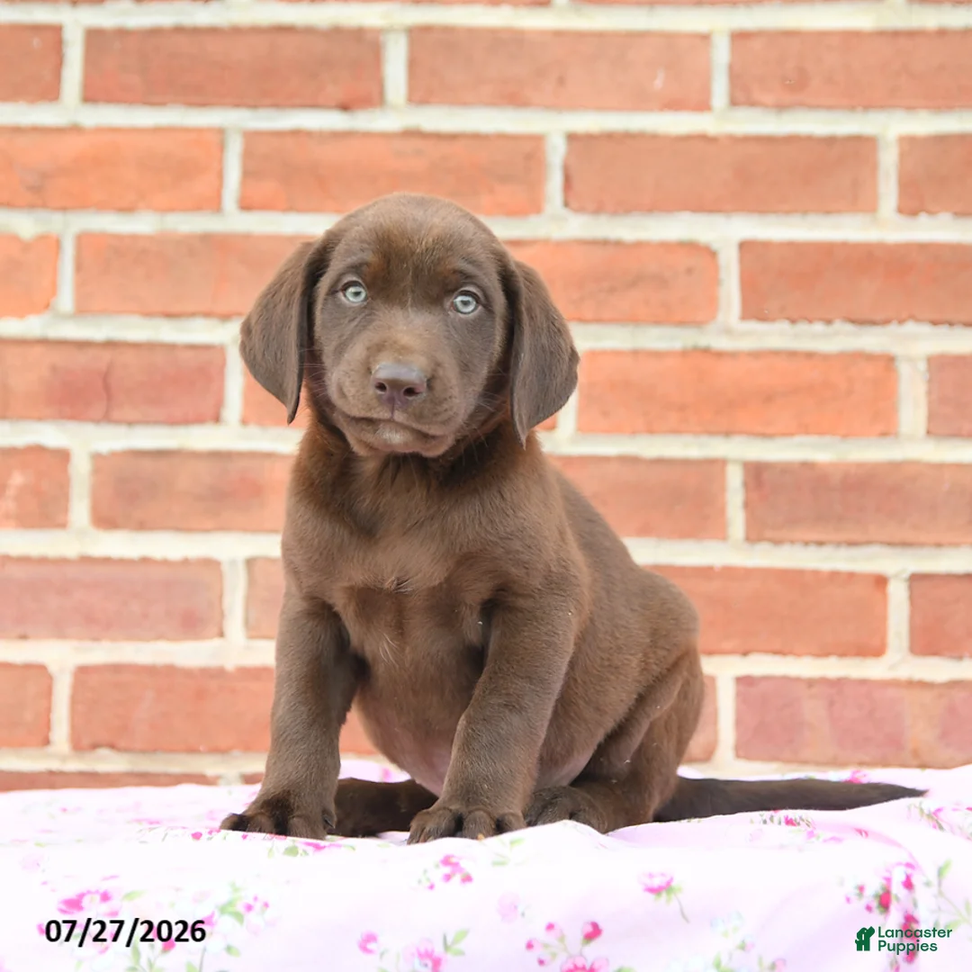 Labrador Retriever dogs for sale: Prairie - Ad 2