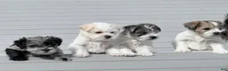 Miniature Schnauzer dogs for sale: Rosie - Ad 4