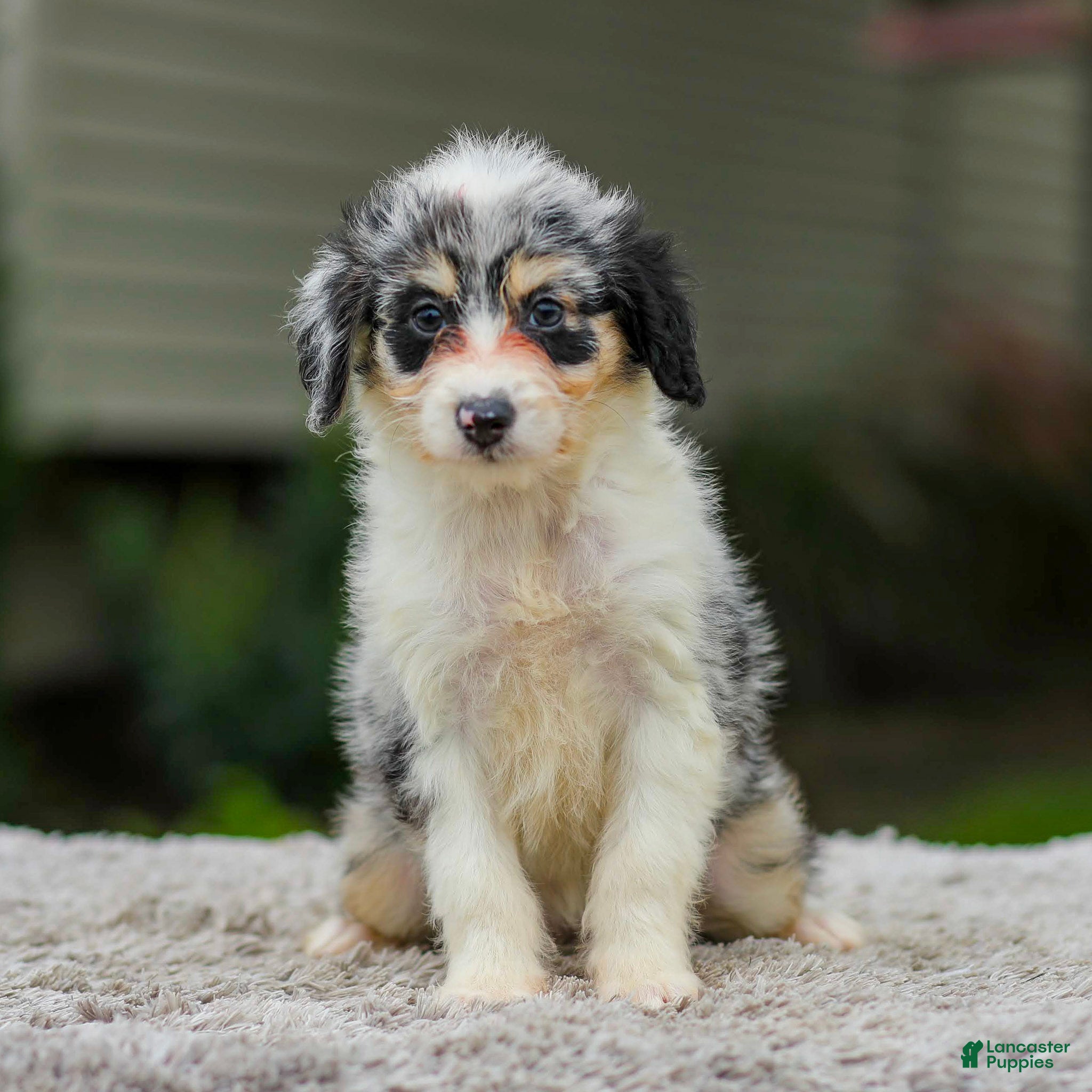 Mini Aussiedoodle dogs Brooklyn - Ad 2