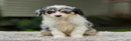 Mini Aussiedoodle dogs for sale: Brooklyn - Ad 2