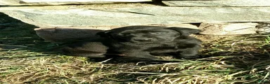 Labrador Retriever Puppy 2