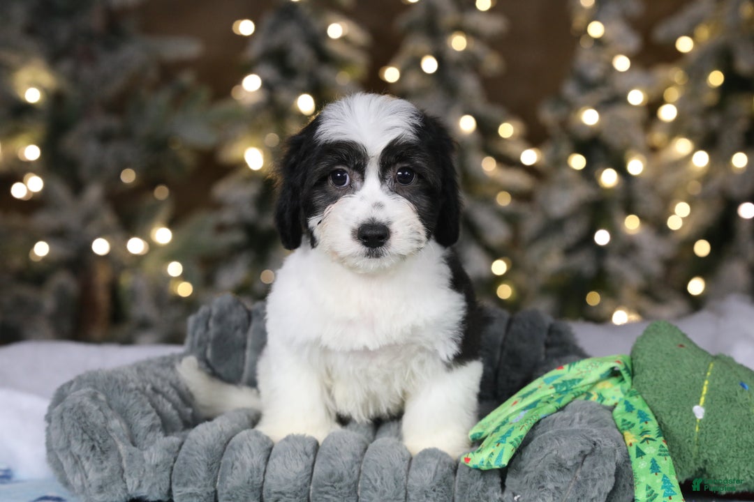 Teddy Bear dogs for sale: Elfie - Ad 29